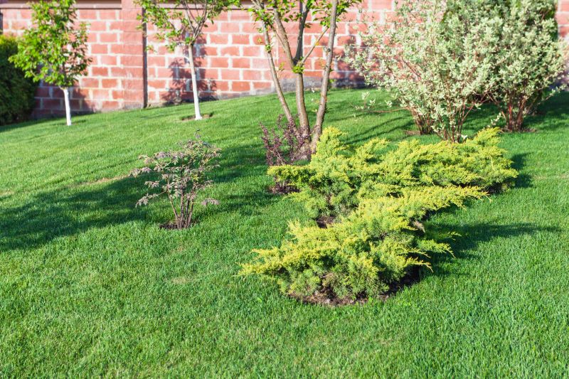 Backyard Grading Service